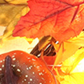 SP29369eb4994921380bbb.jpg