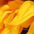 SP0843.jpg