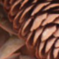 SP1801.jpg