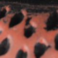SP1419-240.jpg