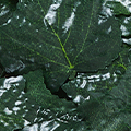 ZX0117-1500-1611.jpg