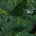 ZX0118-1500-1612.jpg